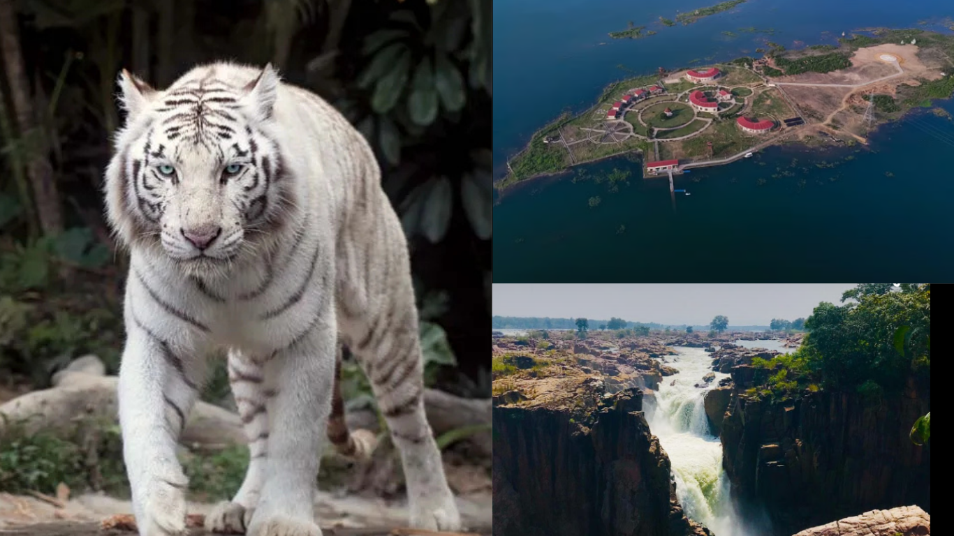 Do You Know Where India's First White Tiger Was Sighted? Here Are 8 ...