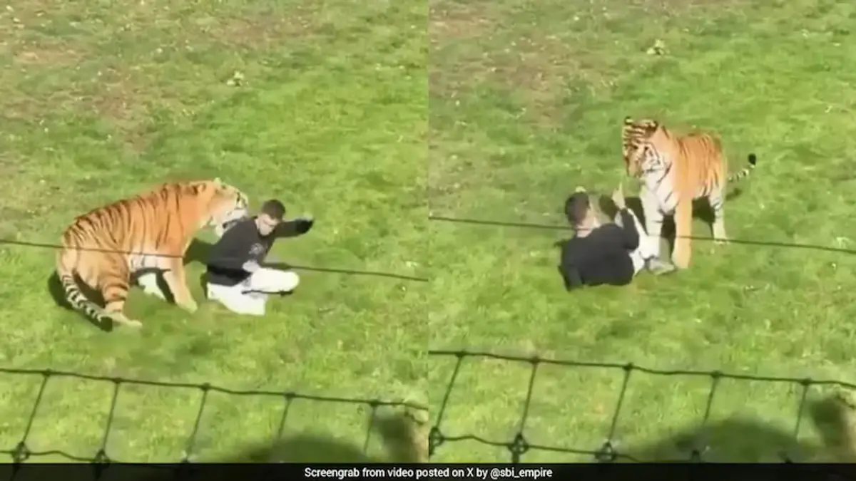 Fatal Tiger Attack at Yorkshire Wildlife Park | InsightRush
